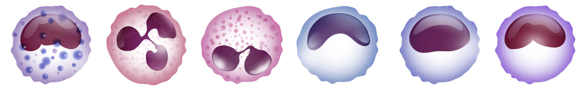 Weiße Blutkörperchen (Leukozyten)