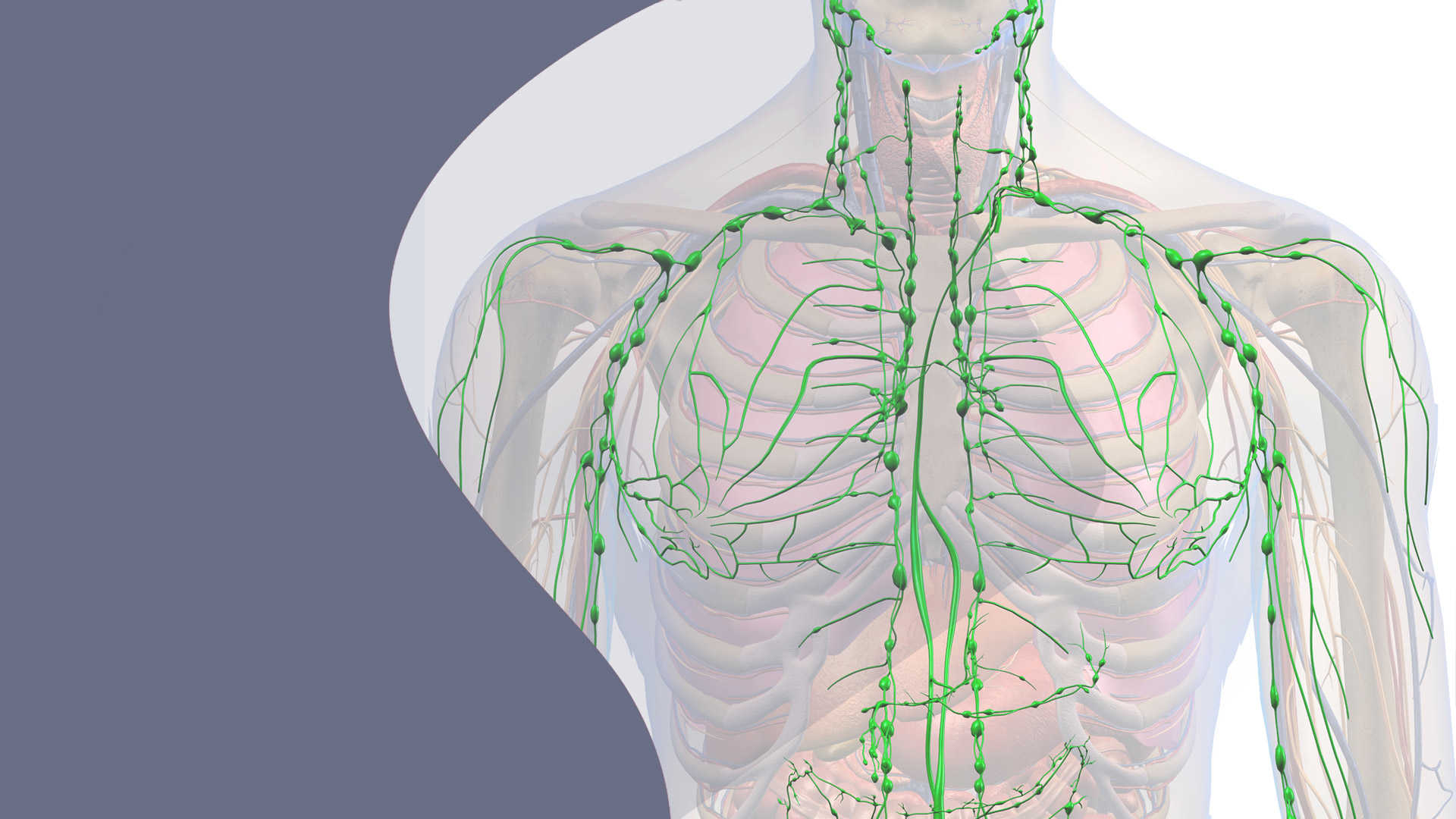 Slide Lymphsystem Slide Lymphsystem