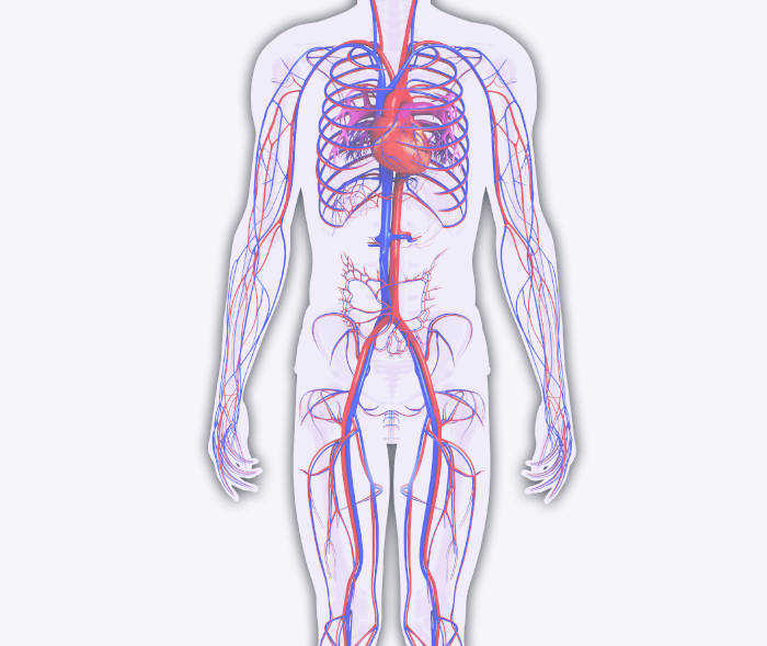 Teaser Funktionen von Blut