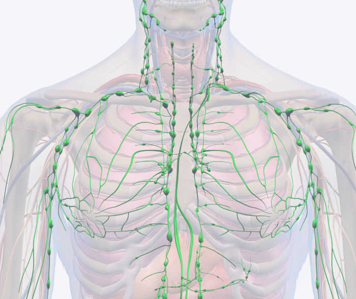Teaser Lymphsystem