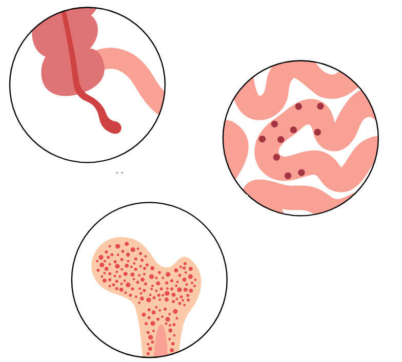 Weitere Lymphatische Organe Weitere Lymphatische Organe