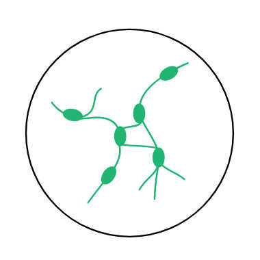 Lymphknoten Lymphknoten
