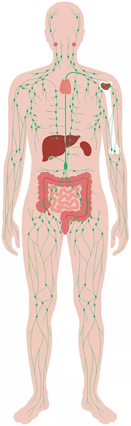 Das Lymphsystem des menschlichen Körpers Das Lymphsystem des menschlichen Körpers