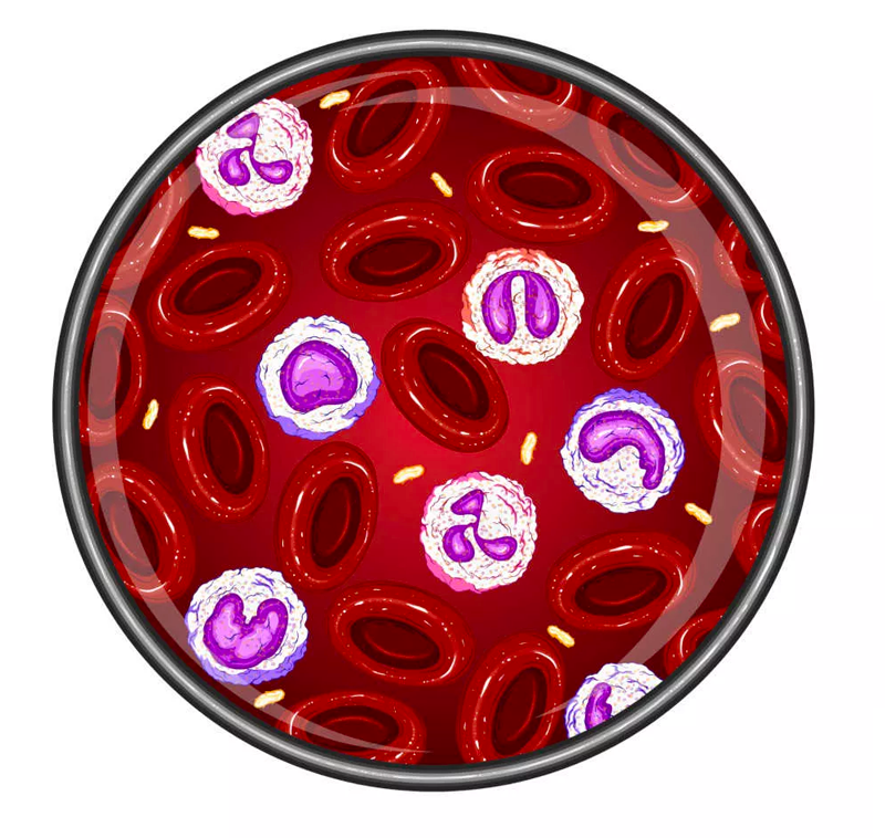 Abbildung Gesundes Blut Abbildung Gesundes Blut