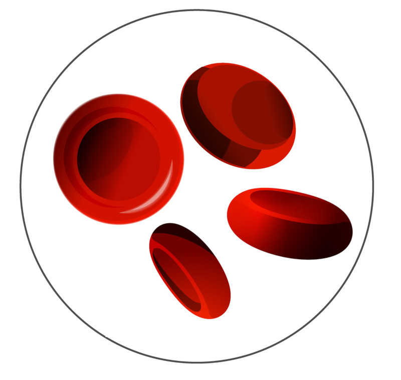 Rote Blutkörperchen (Erythrozyten)